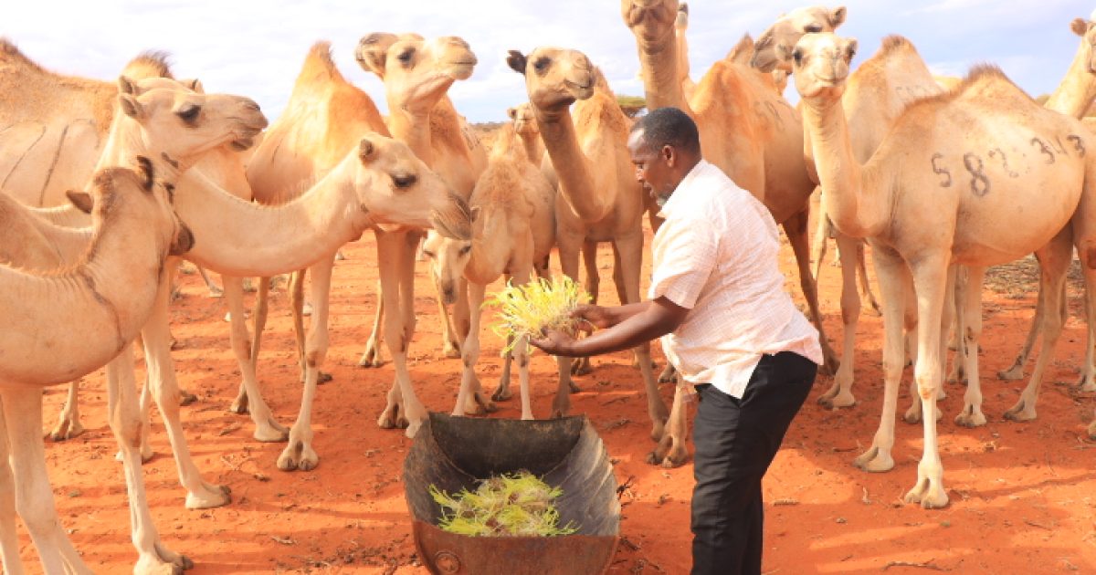 Mashruuc lagu soo saarayo calafka xoolaha oo laga hirgaliyey Cadaado