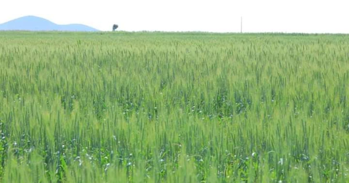 Ra’iisul wasaaraha Ethiopia oo sheegay in ay soo saarayaan Qamandi ku filan