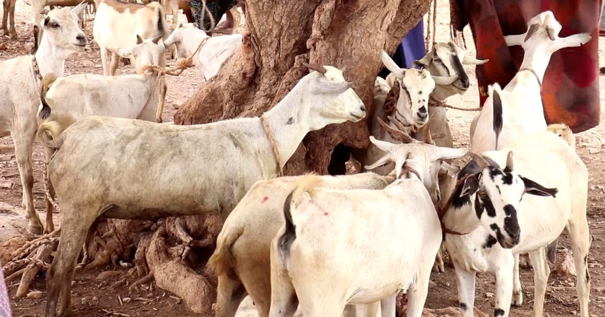 Dhaqdhaqaaq ganacsi oo dib uga bilowday suuqa xoolaha ee Ceelberde