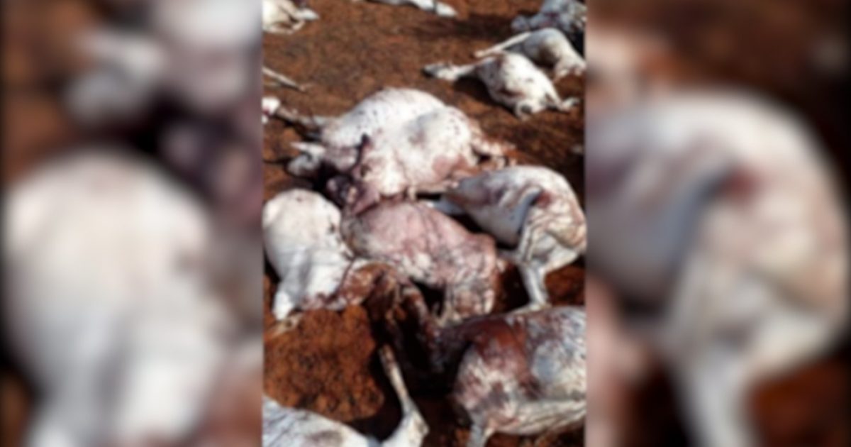 Khawaarijta oo laysay xoollo ay lahaayeen dad reer guuraa ah