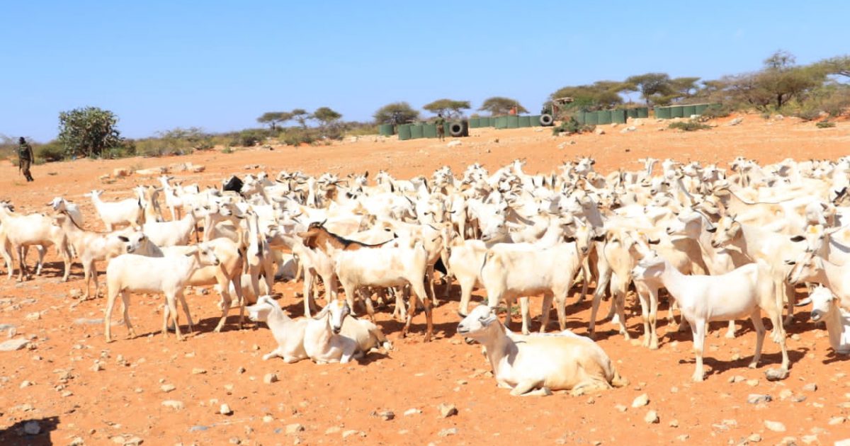 Taliyaha CXD oo Deeq Xoola ah u diray Shacabka D.Maxaas