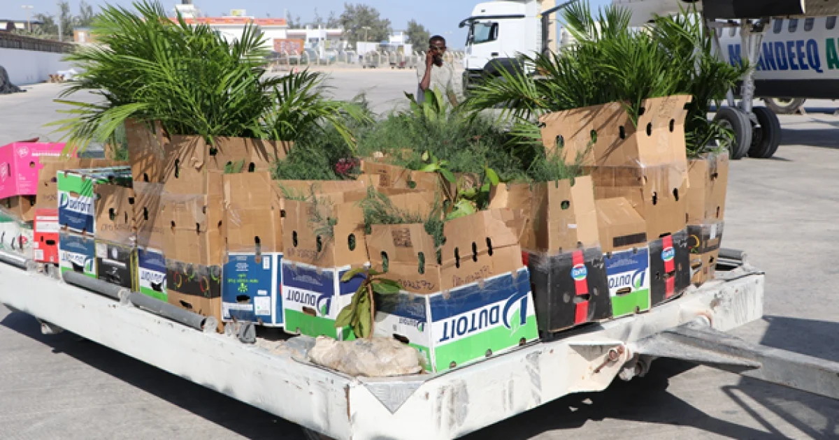 Jaamacadda Upeace oo ku deeqday 100 kun oo dhir ah, si ay u taageeerto hindisa dib u cagaareynta Soomaaliya