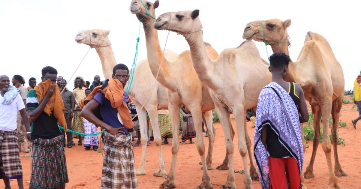 Ciidanka xoogga dalka ee ku sugan deegaanka Ceel Cali Axmed oo lagu wareejiyay 4 neef oo Geel ah