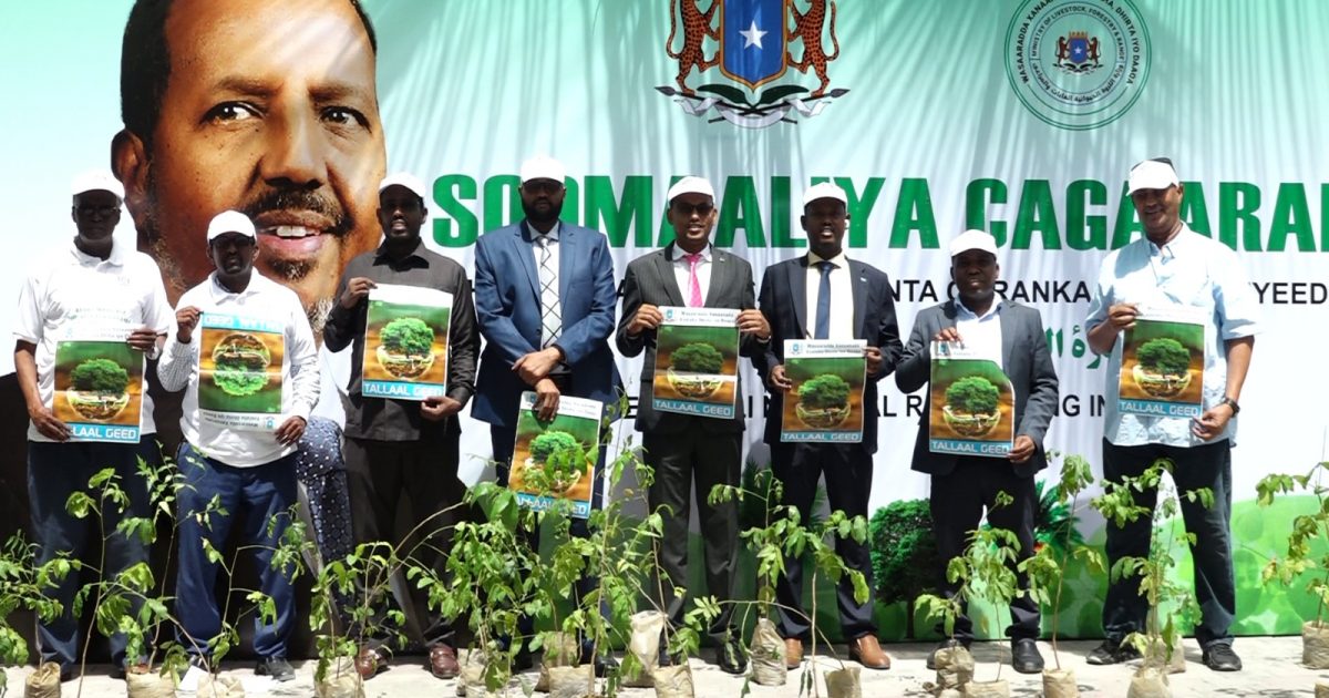 Xuska Maalinta dhir beerista Qaranka Dalkeenna oo lagu qabtay Muqdisho “SAWIRRO”