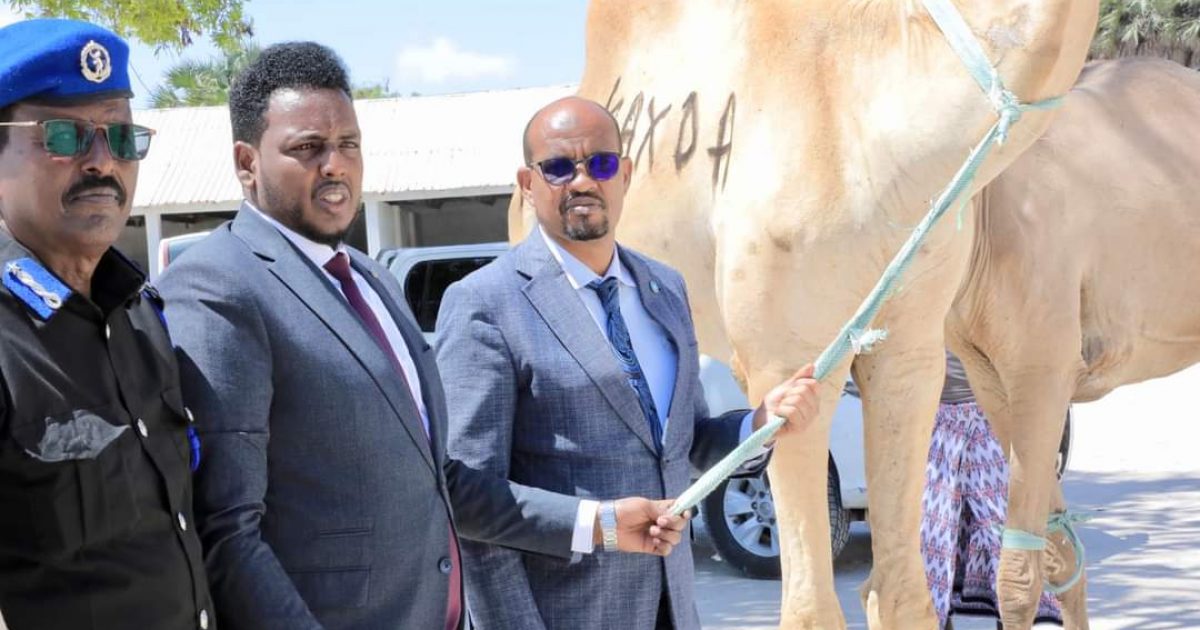 Maamulka Degmada kaxda oo laba Neef Geel ah ugu deeqay Ciidamada xasilinta Caasimadda