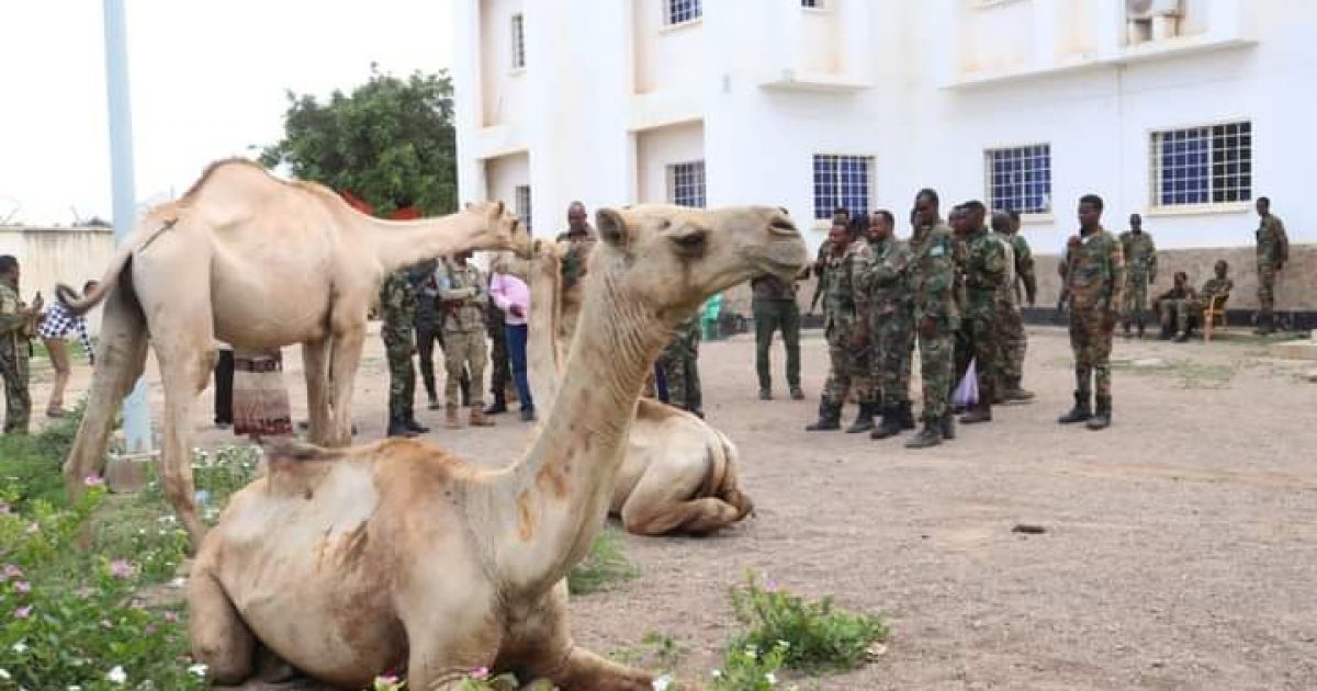 Wasiir ku-xigeenka Awqaafta XFS oo ciidamada Amniga Baydhabo ku wareejiyay 3 Neef Geel ah