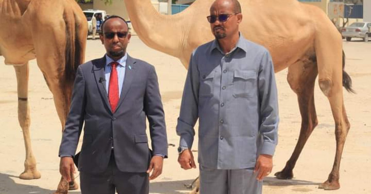 Wasiirka Caafimaadka oo labo Neef Geel ah ku wareejiyay Wasiiru-dowlaha Amniga “SAWIRRO”