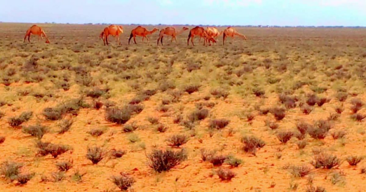 Xoolo dhaqato ka soo jeedda Puntland oo lagu wareejiyay 12 Neef oo Geel ah