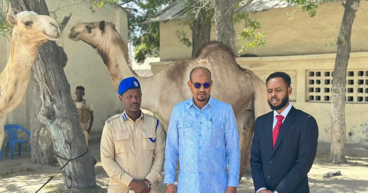 Hay’adda Socdaalka oo ugu deeqday Ciidanka Xasilinta Caasimadda laba Neef oo Geel ah 