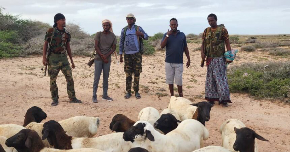 Xoolo nool oo lagu wareejiyay Ciidamada Xoogga ee ku sugan Ceeldheer
