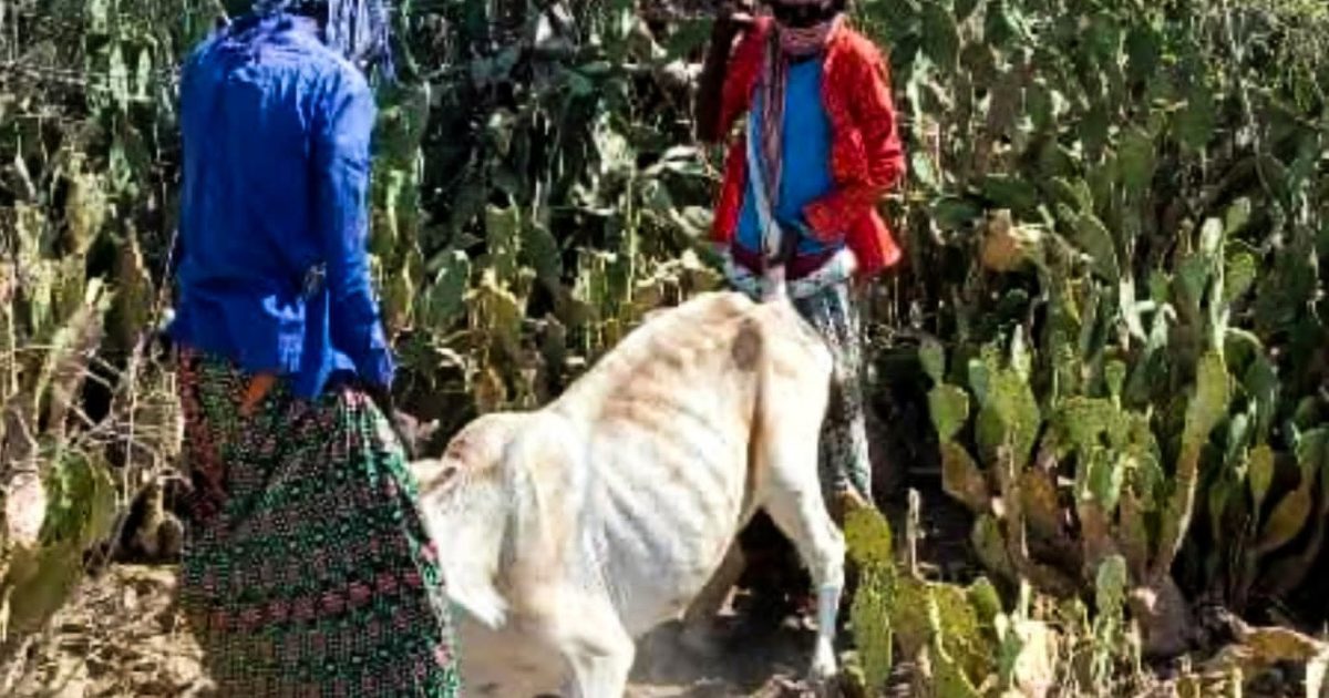 Abaarta ka jirta dalka oo sababtay in xoolo badan ay ku la’daan